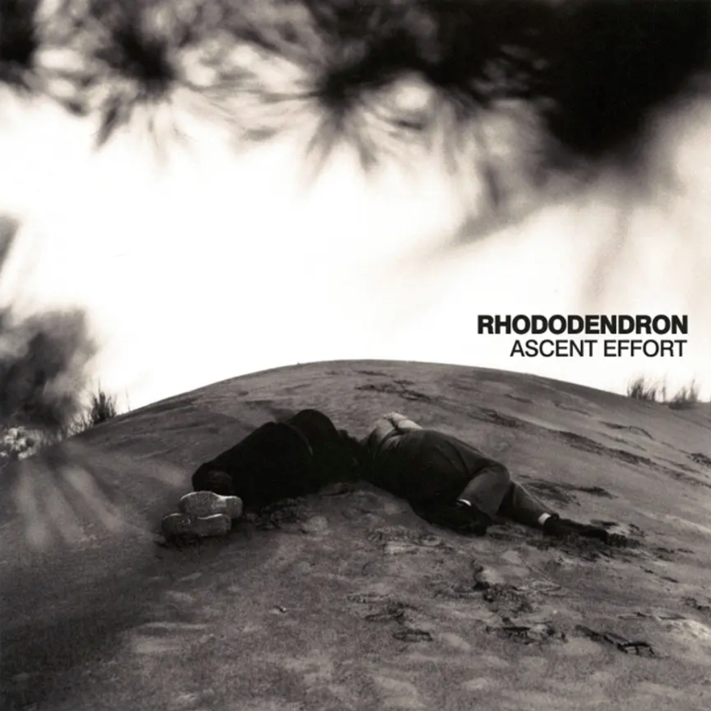 Rhododendron 'Ascent Effort' LP
